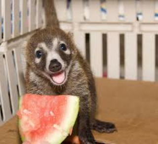 Illustration for article titled Ultimate Cute-off: Quoakka vs. Coati?